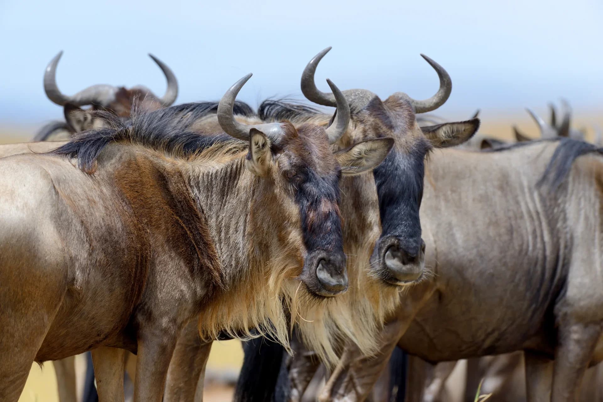 3 Days 2 Nights — Maasai Mara