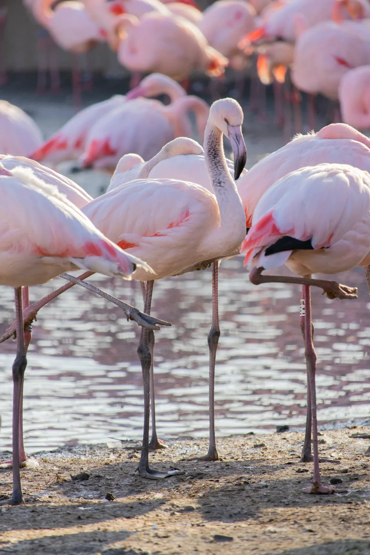 Lake Nakuru National Park
