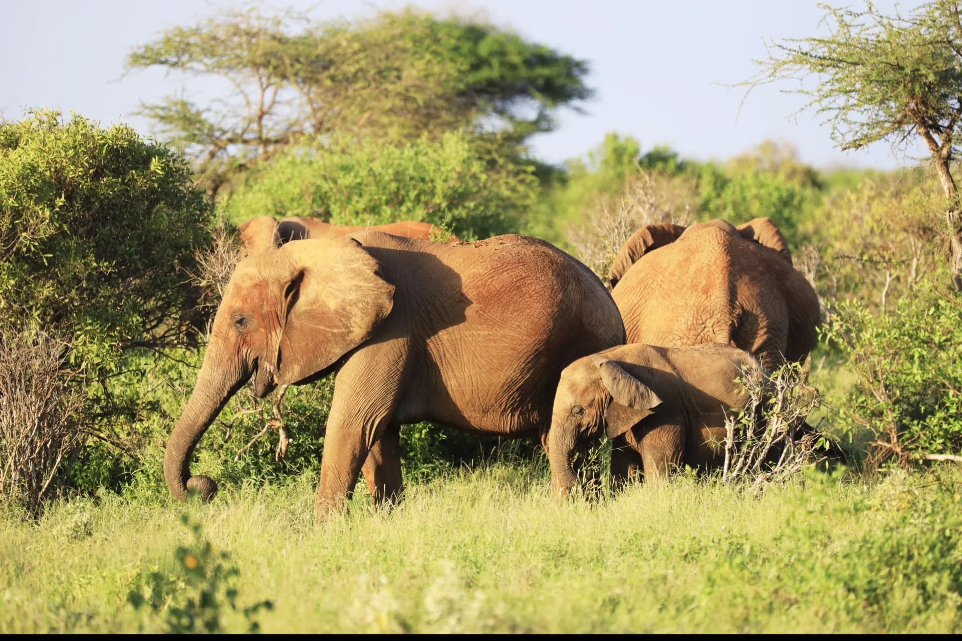 Amboseli National Park