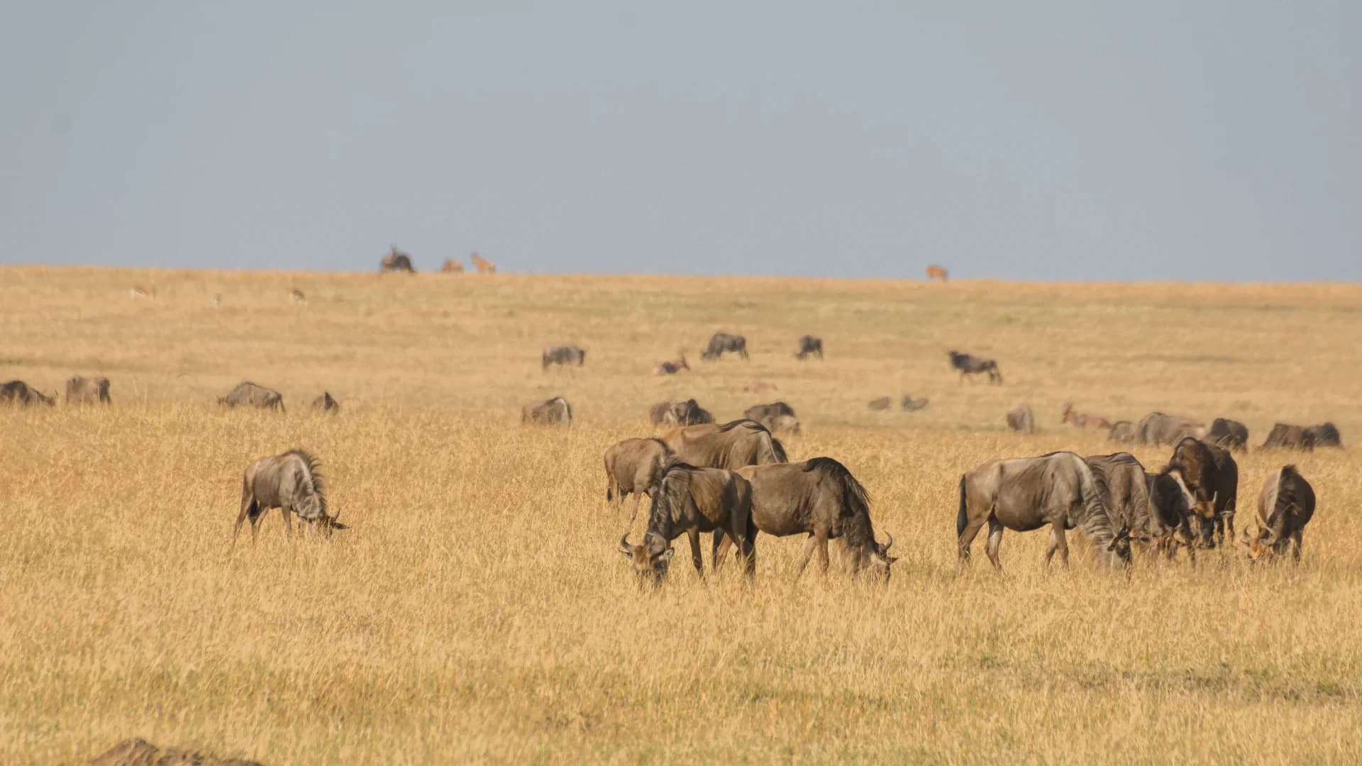 Maasai Mara Safari | Wildbeast Migration