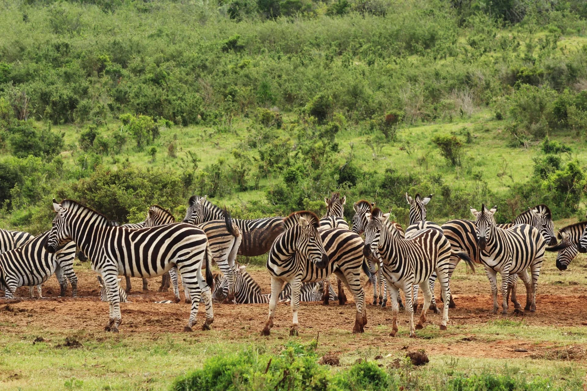 Best of Kenya Group Joining Safaris 2026 Cover