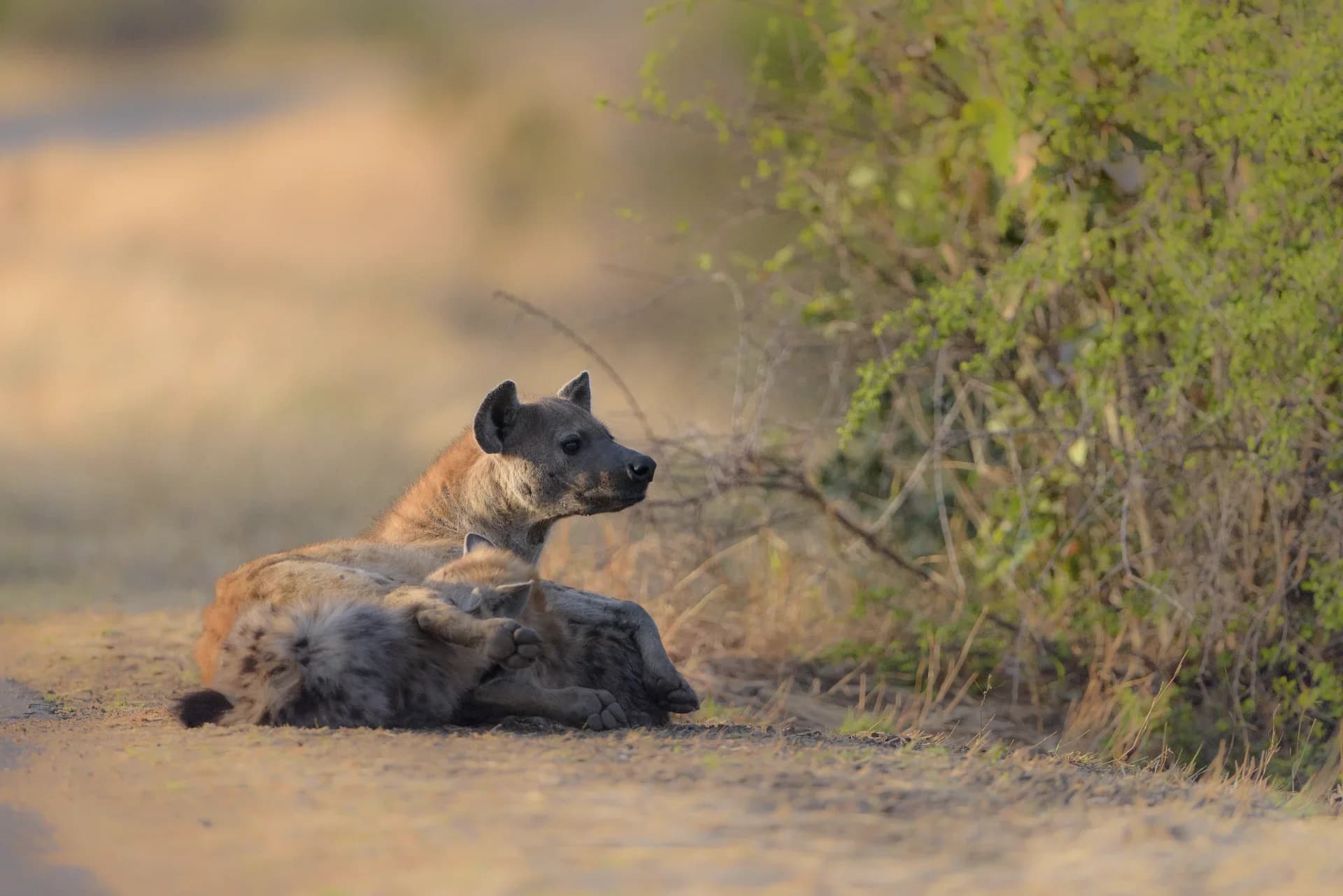Tsavo National Park