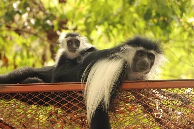 Colobus Conservation Centre