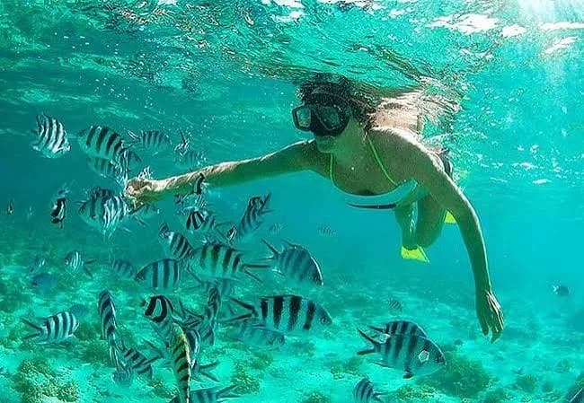 Diani & Wasini Dolphin Tour Experience Cover