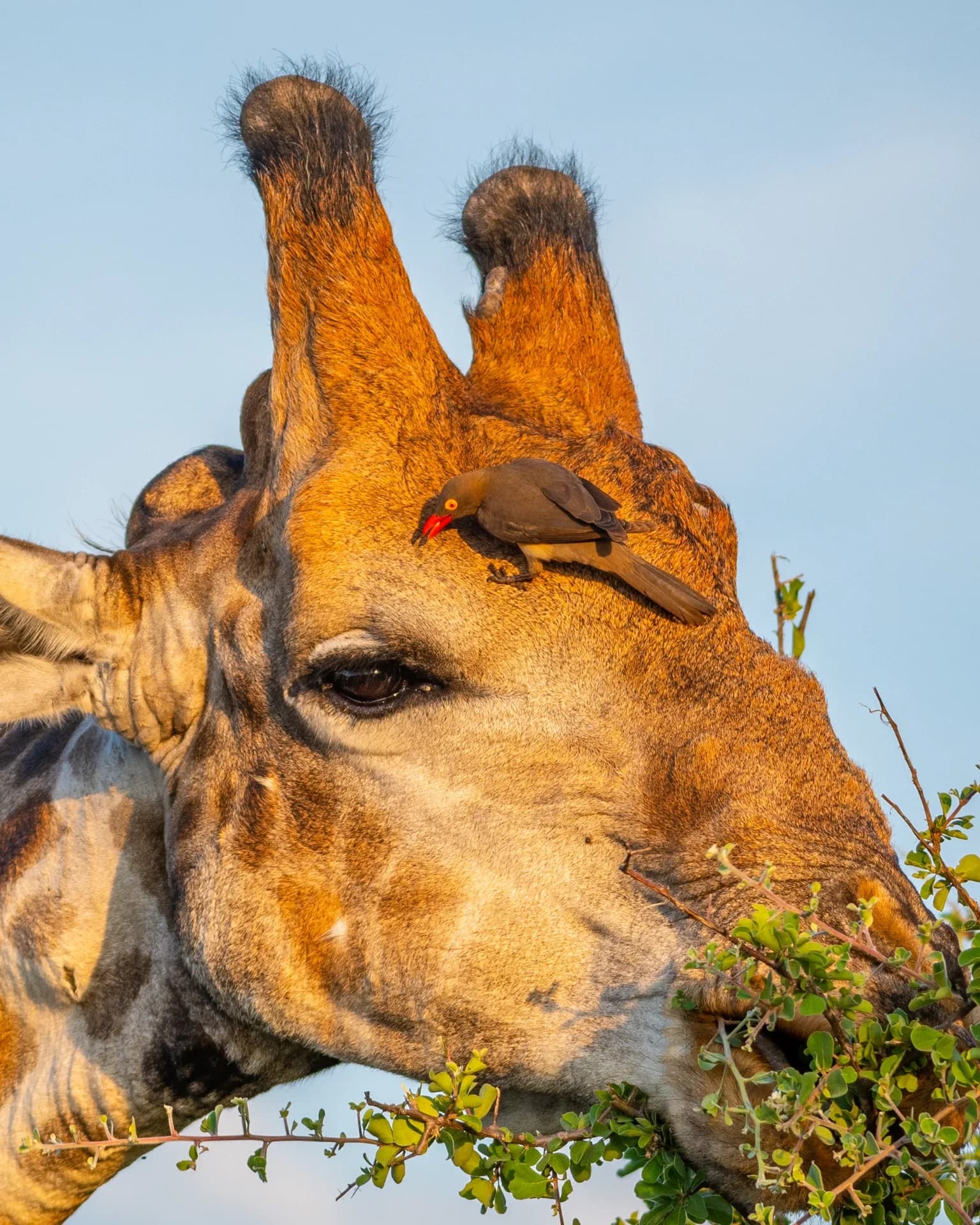 Best Safari Company in Kenya: Why Wildpath Africa Is the Smart Choice for Your Next Trip
