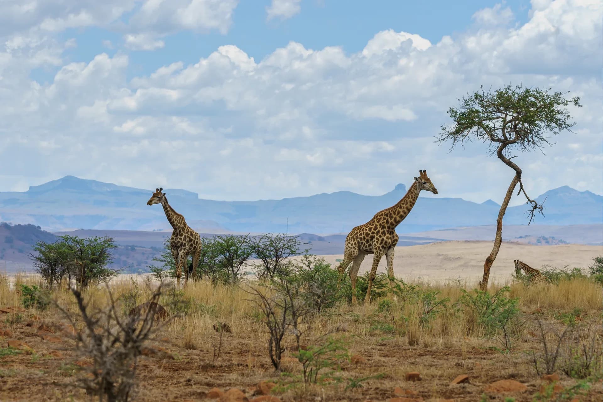 Kenya Festive Season Safari: Why Wildpath Africa Is Your Best Choice for Christmas & New Year 2026