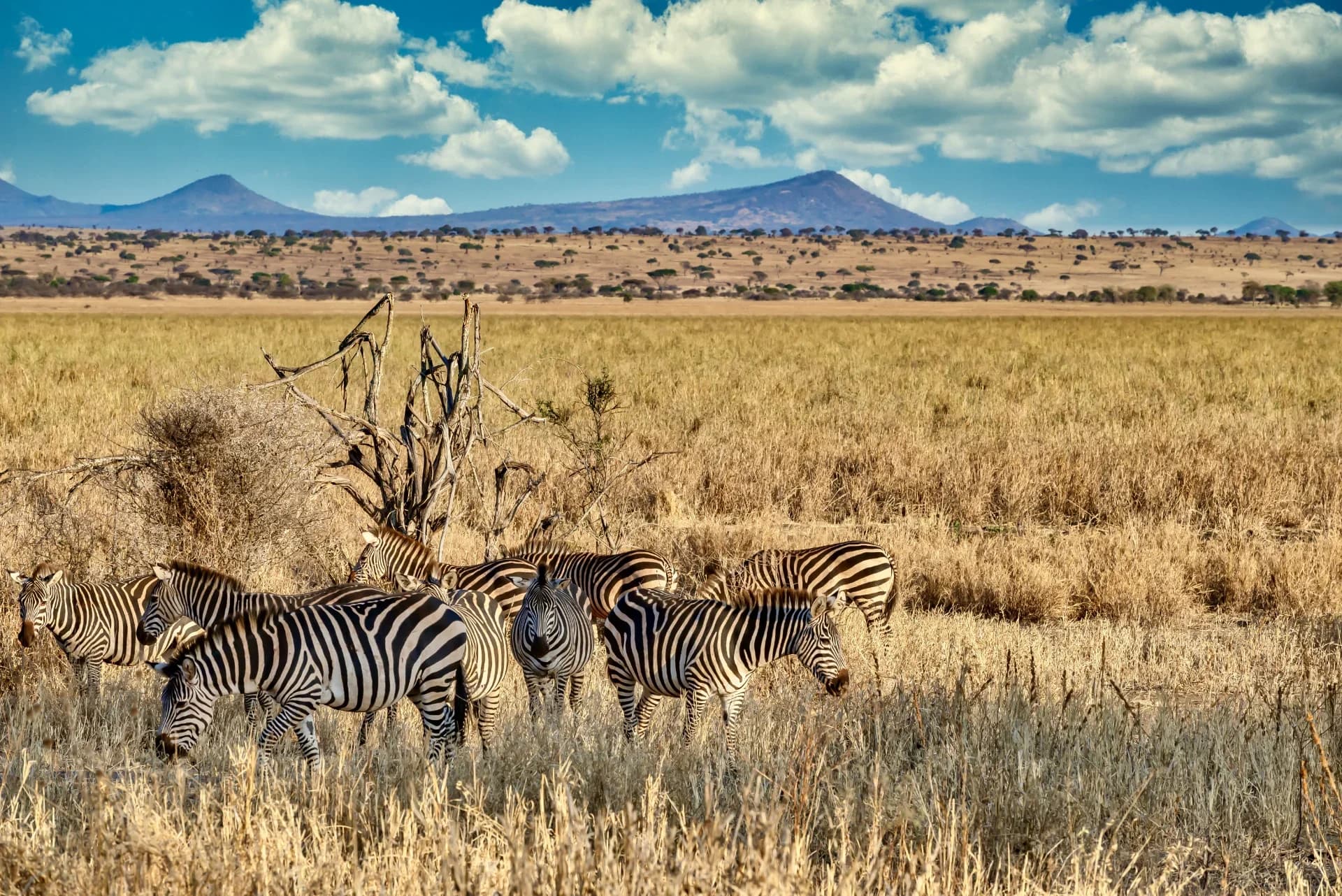 WildpathAfrica Office & Travel Designers
